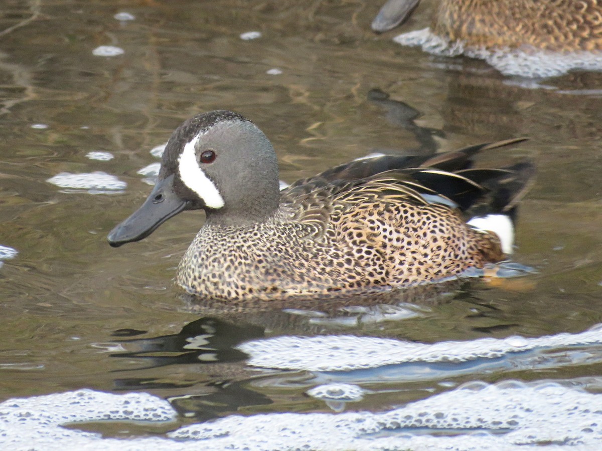 Blue-winged Teal - ML132337001