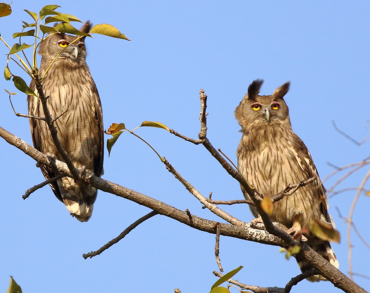 Dusky Eagle-Owl - Amarendra Konda