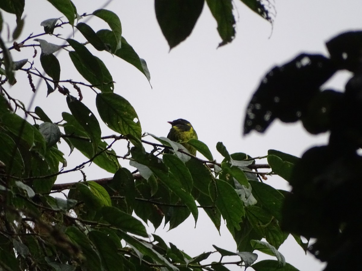 Green-and-black Fruiteater - ML132342881