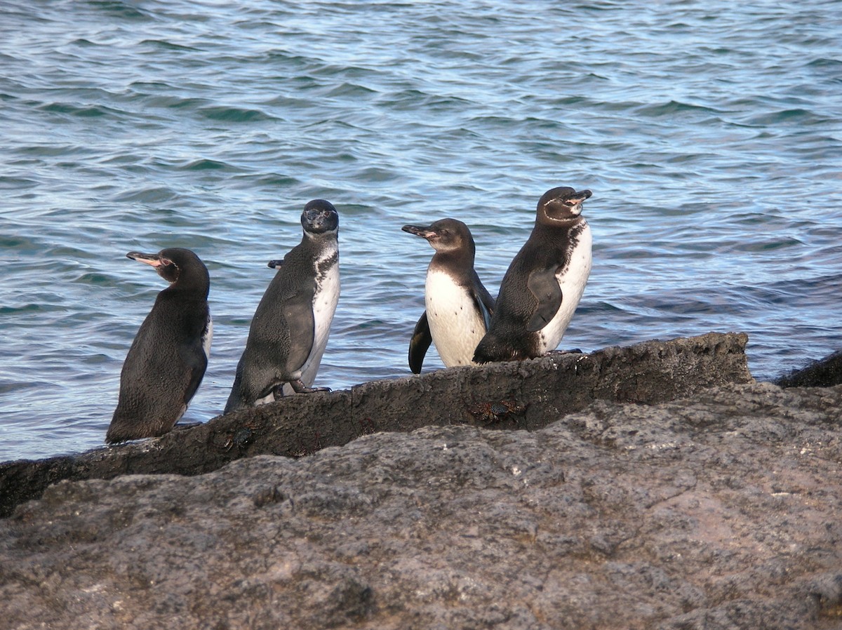 Galapagos Penguin - Cathy Pasterczyk