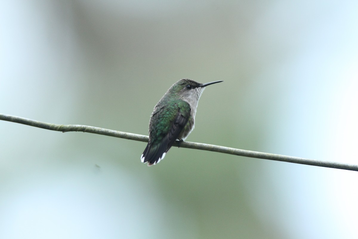 Vervain Hummingbird - ML132344851