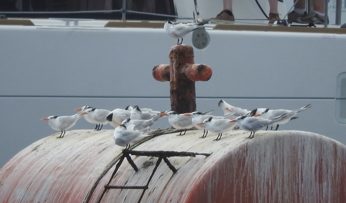 Royal Tern - Noam Markus