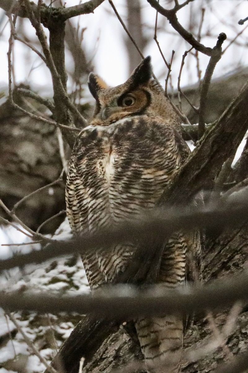 Great Horned Owl - ML132345741