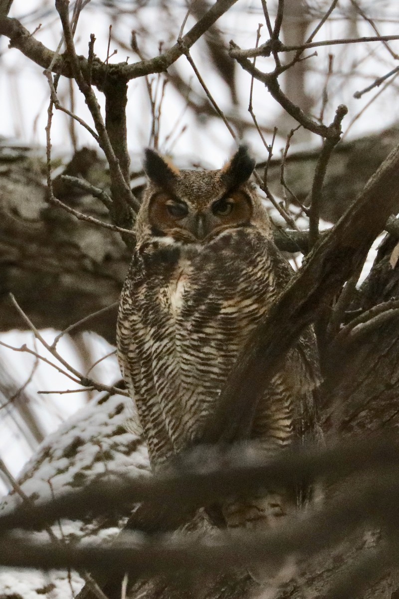 Great Horned Owl - ML132345751
