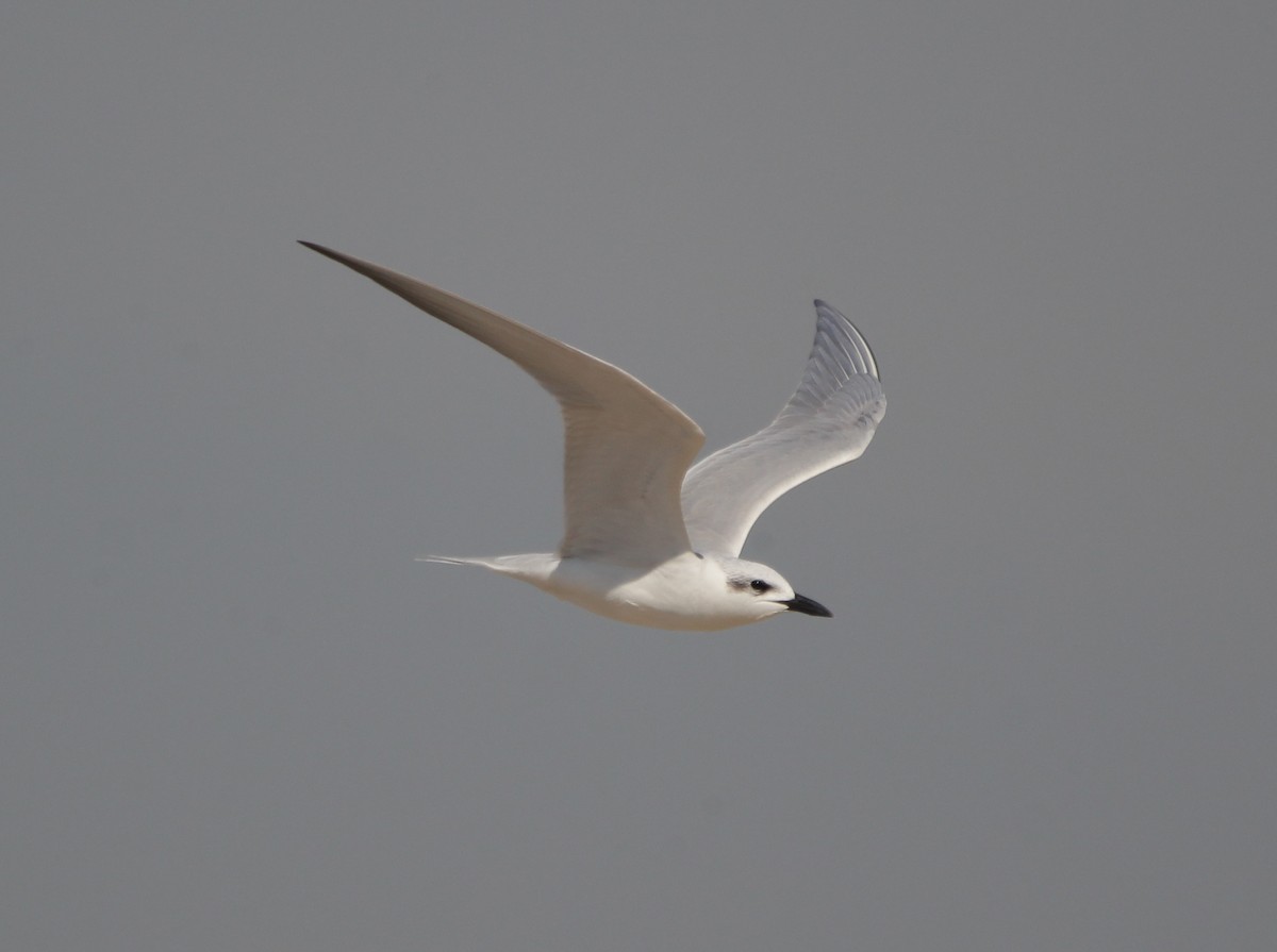 Gull-billed Tern - Vyom Vyas