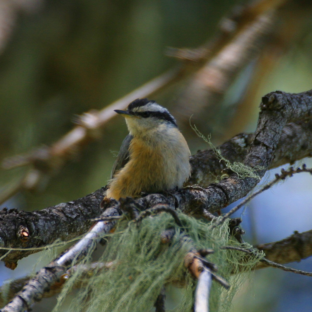 Red-breasted Nuthatch - ML132348171