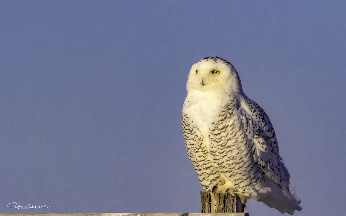 Snowy Owl - ML132348911