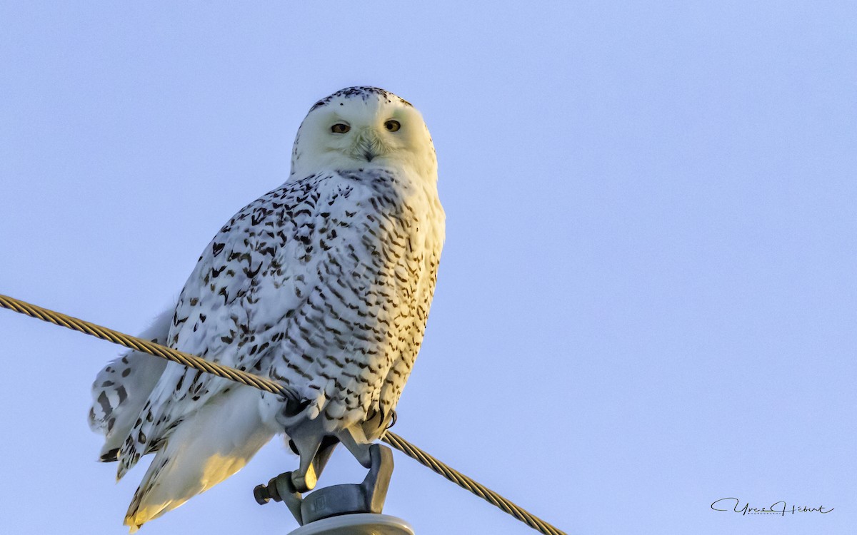 Snowy Owl - ML132349521