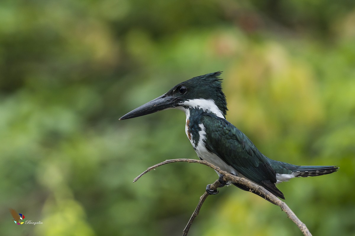 Amazon Kingfisher - fernando Burgalin Sequeria