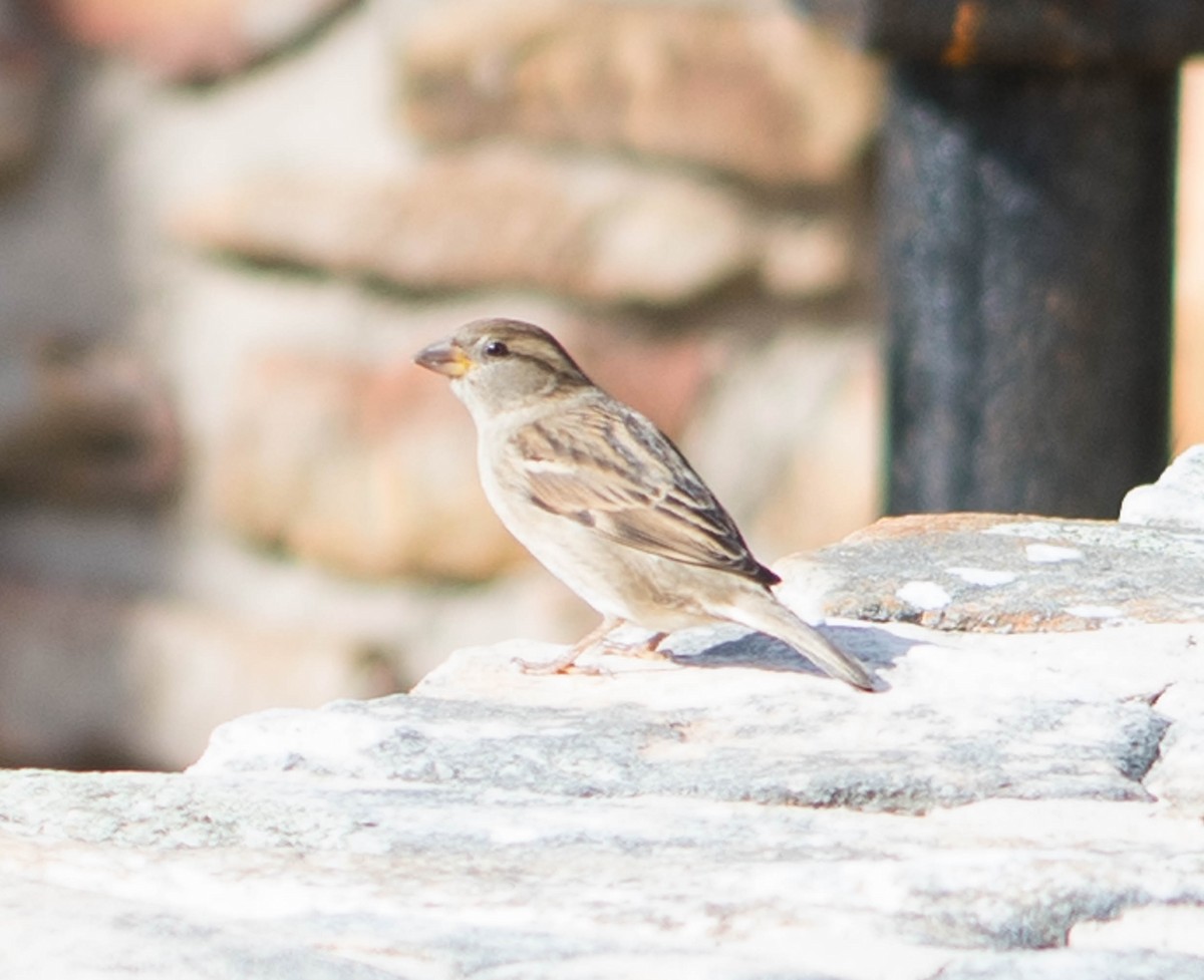 House Sparrow - Jordan Broadhead