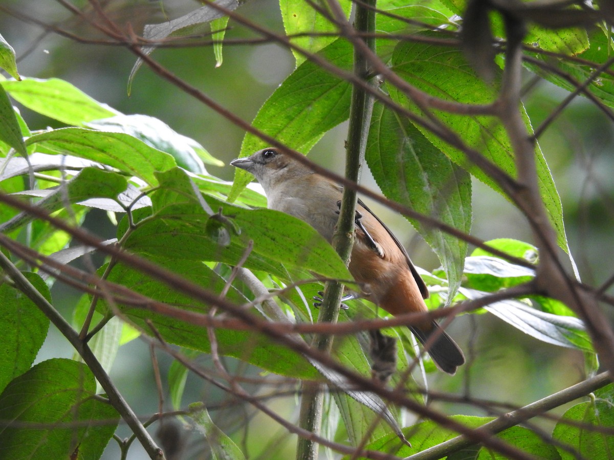 Burnished-buff Tanager - Thays Hungria