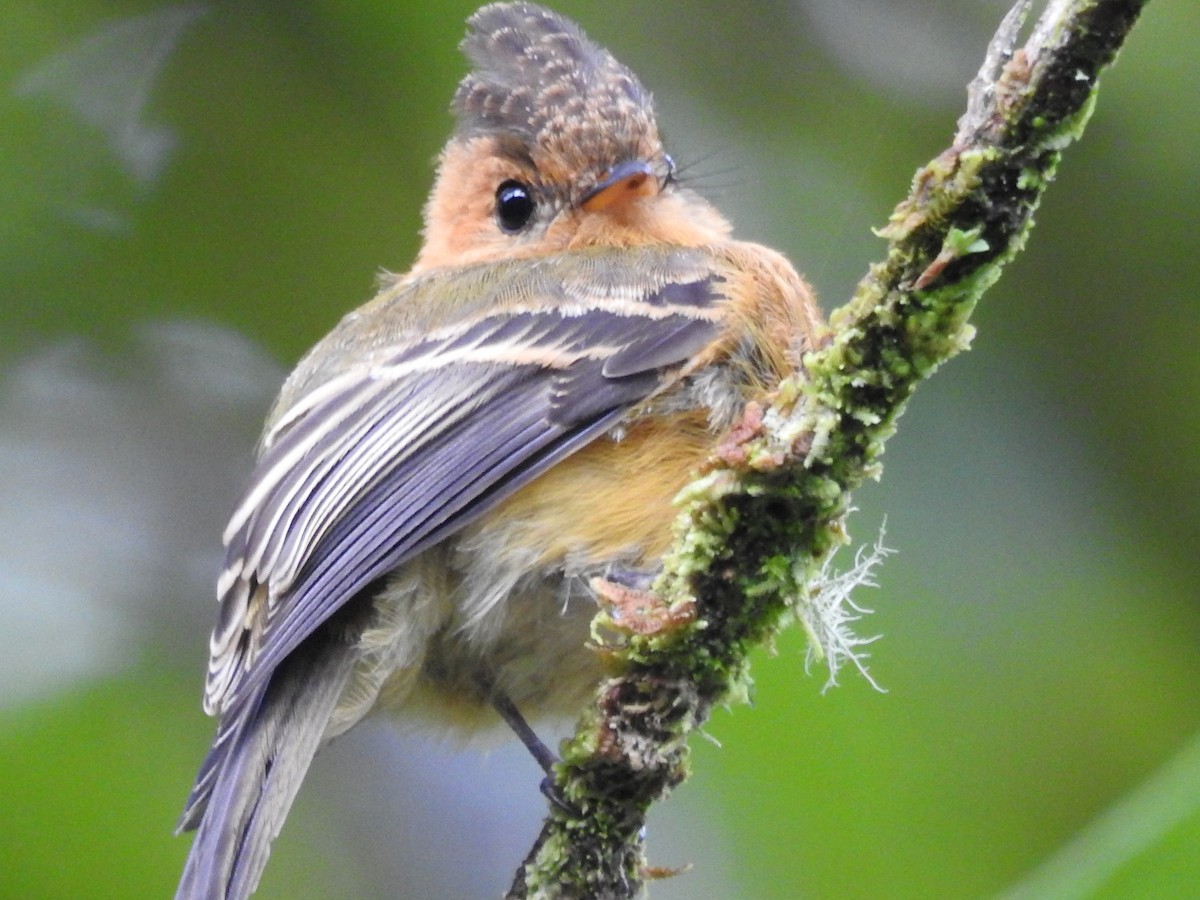 Tufted Flycatcher (Costa Rican) - Sandi Jacques