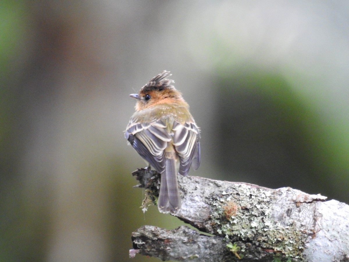 Tufted Flycatcher (Costa Rican) - Sandi Jacques