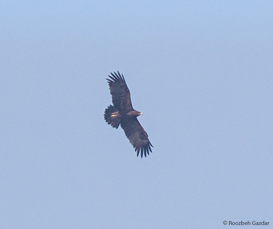 Greater Spotted Eagle - Roozbeh Gazdar