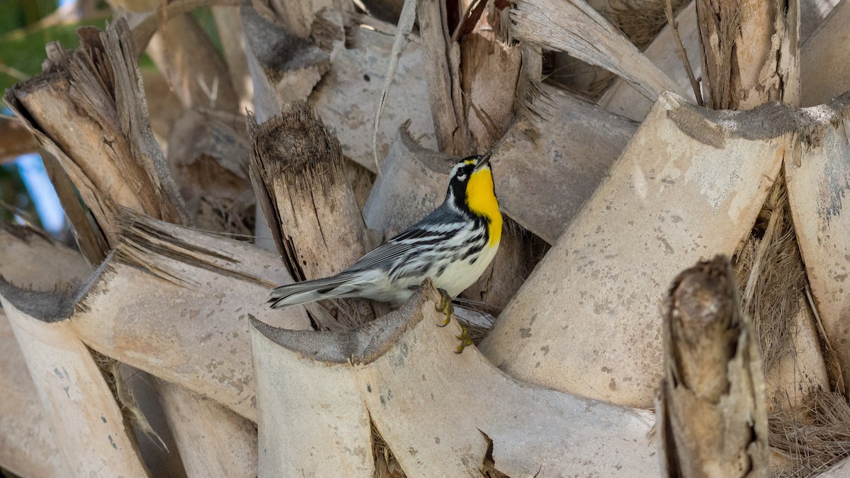 Yellow-throated Warbler - Kyle Matera