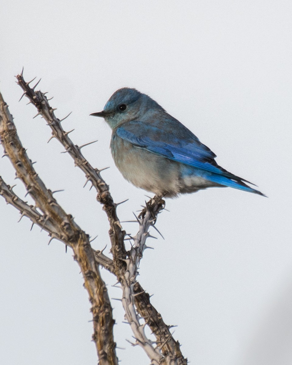 Mountain Bluebird - Keith Dickey