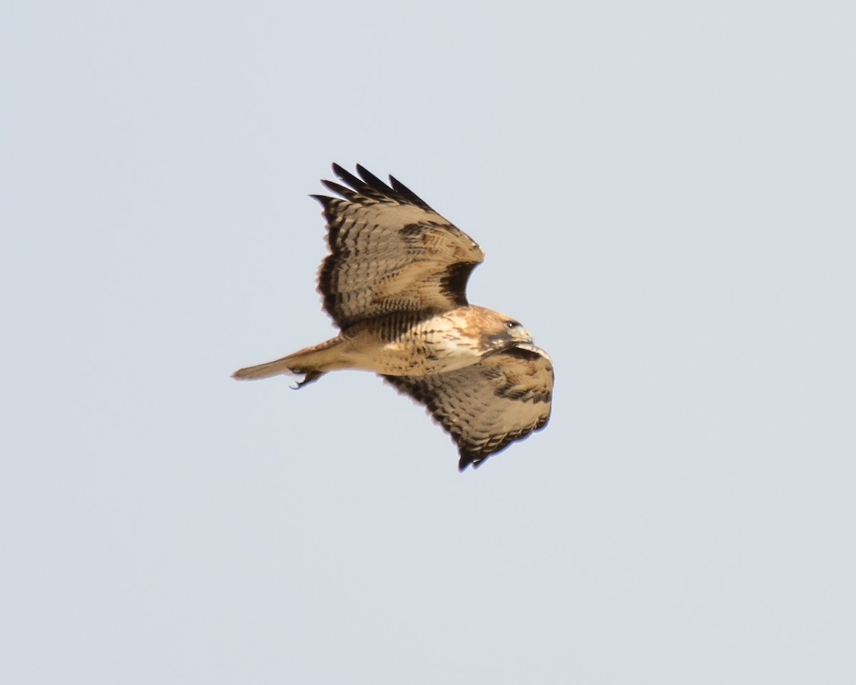 Red-tailed Hawk - ML132368611