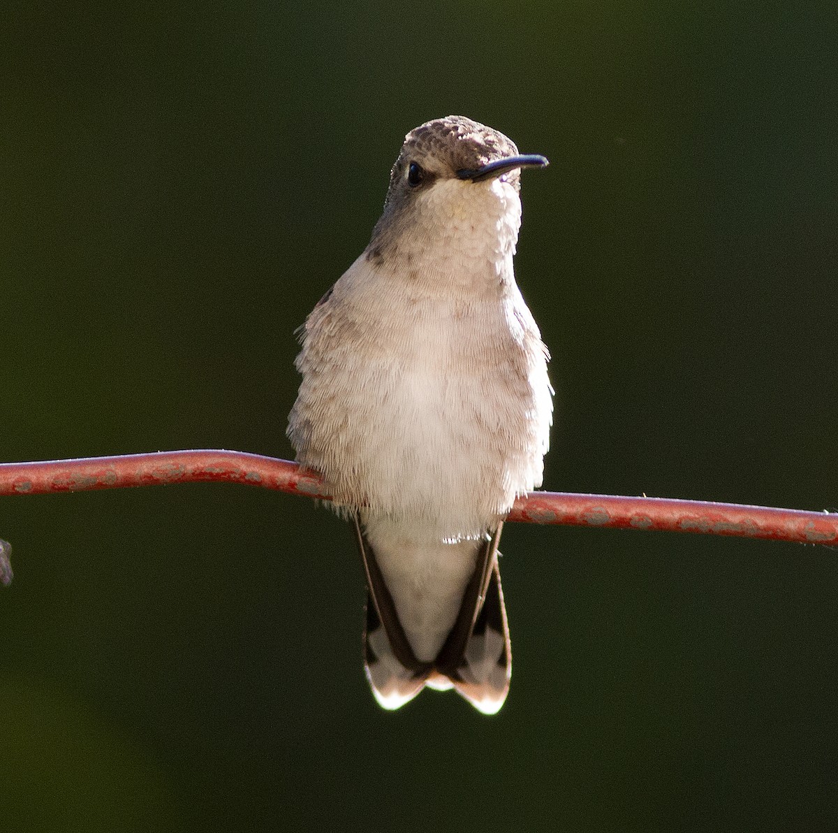 Costa's Hummingbird - Don Marsh