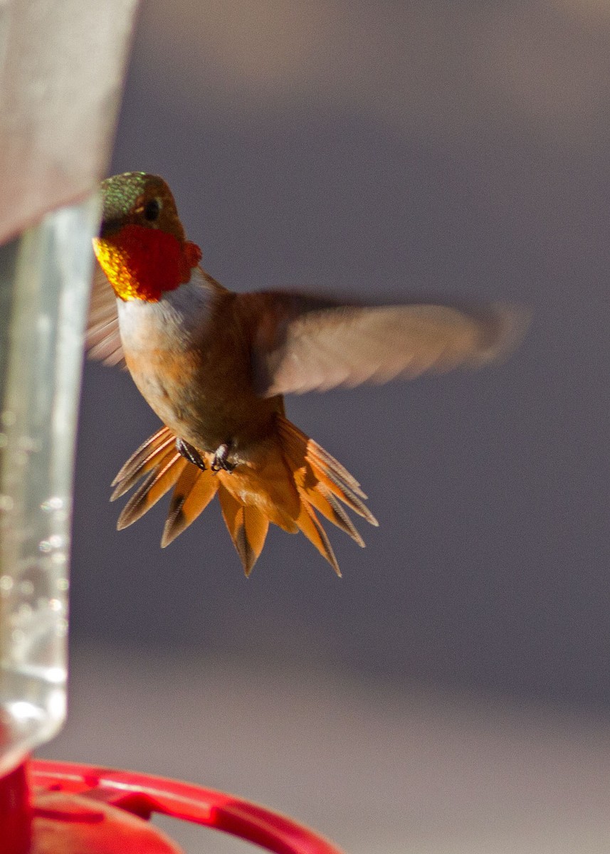 Allen's Hummingbird - Don Marsh