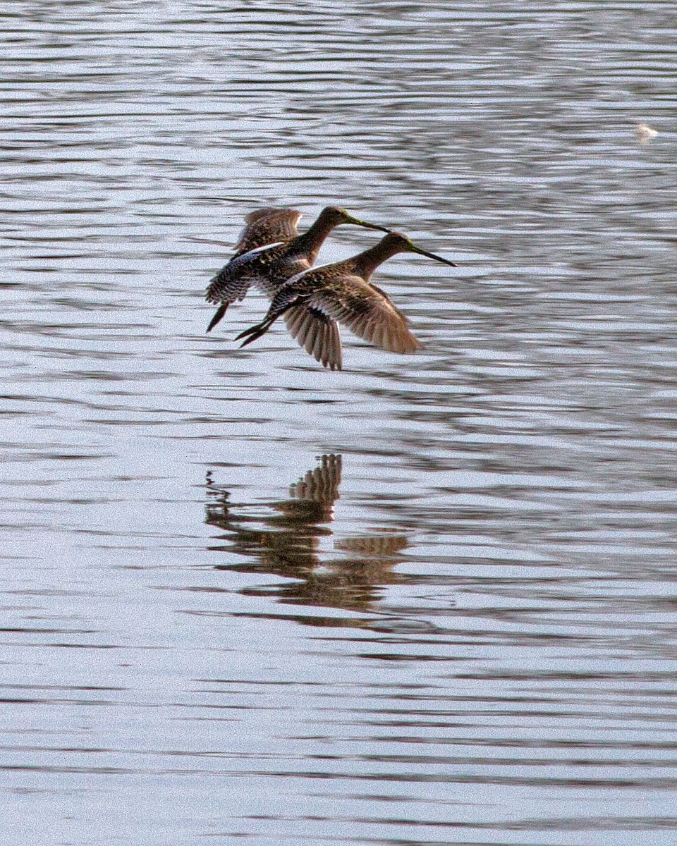 Long-billed Dowitcher - Don Marsh