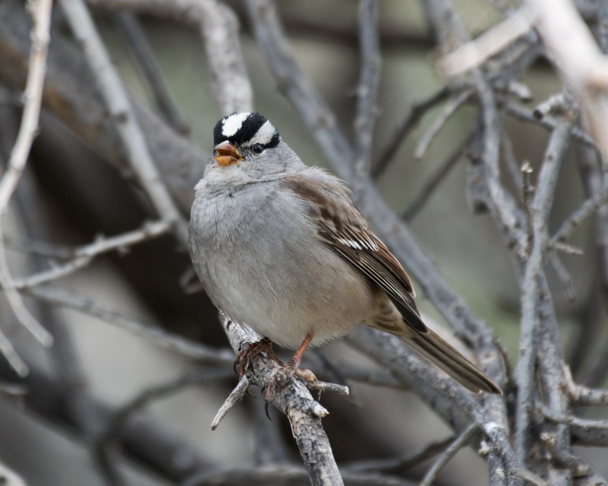 White-crowned Sparrow - ML132371371