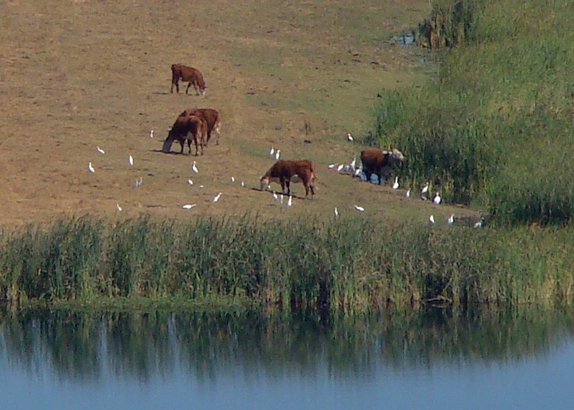 Western Cattle Egret - Don Marsh