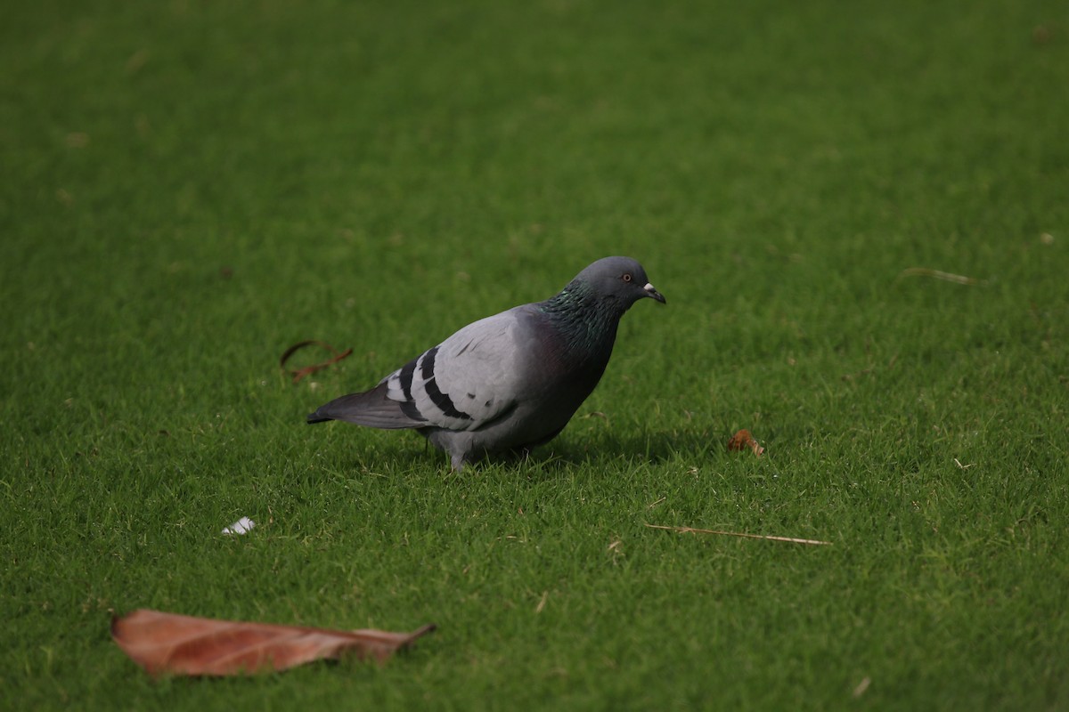 Rock Pigeon (Feral Pigeon) - David Lewis