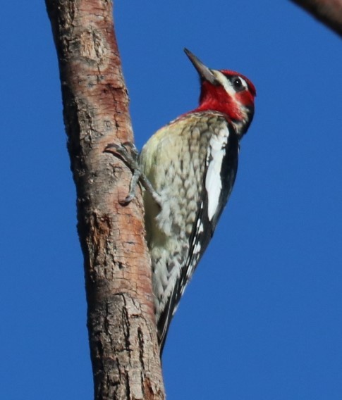 Red-naped x Red-breasted Sapsucker (hybrid) - Tom Lewis