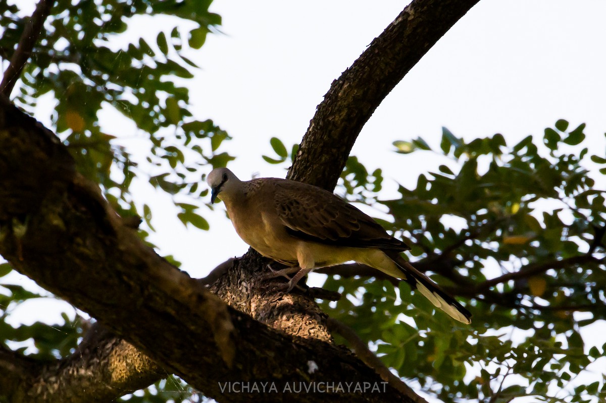 Spotted Dove (Eastern) - Vichaya Auvichayapat