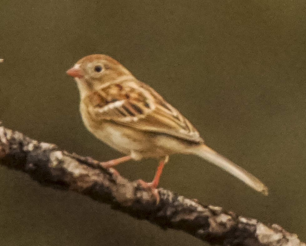 Field Sparrow - Breanna Perry