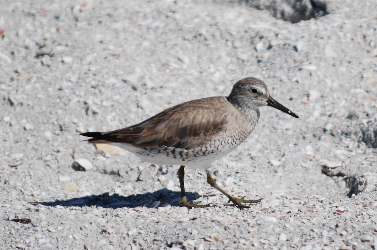Red Knot - ML132379401