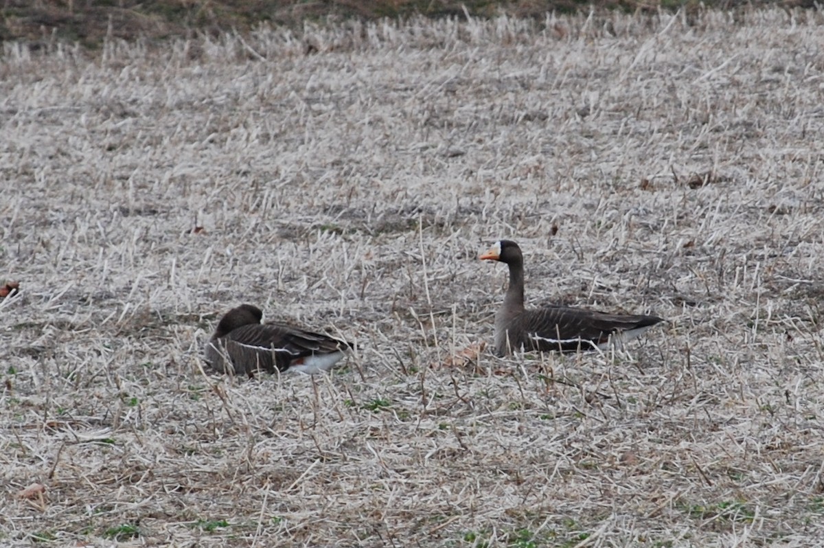 Greater White-fronted Goose - ML132379451