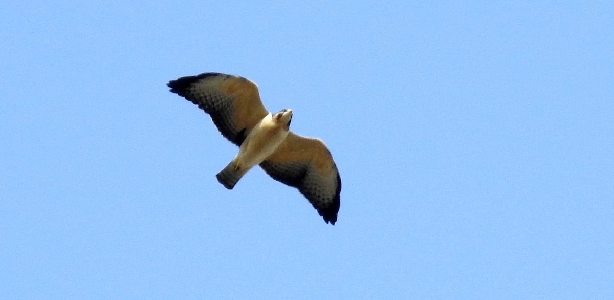 Short-tailed Hawk - Fernando Angulo - CORBIDI