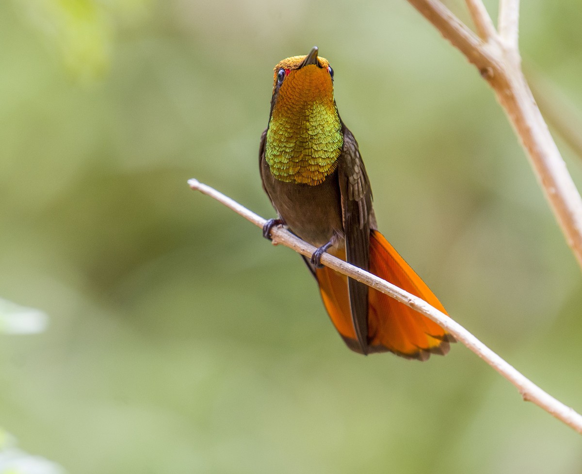 Ruby-topaz Hummingbird - Cyril Coomansingh