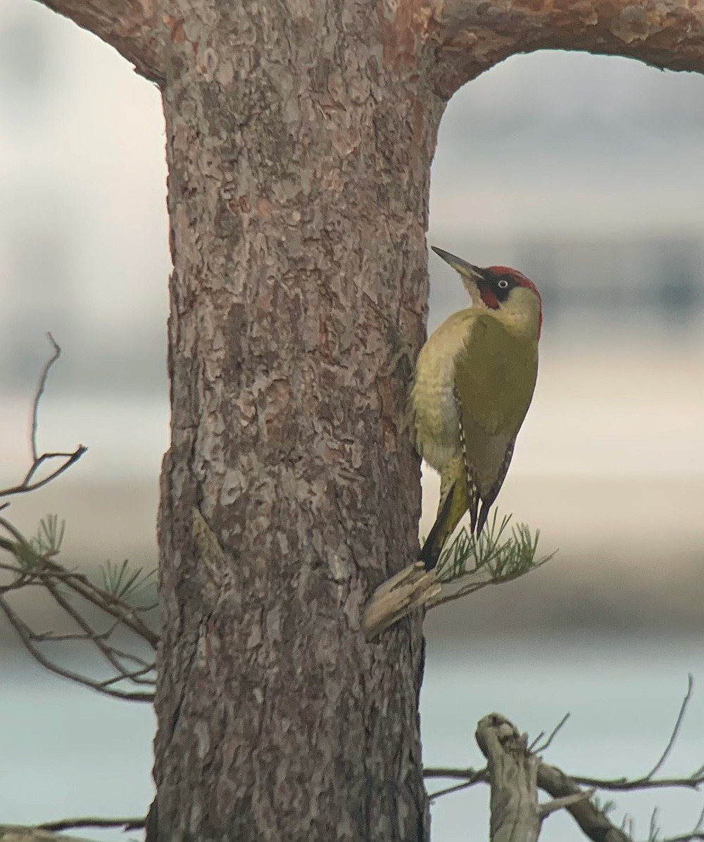 Eurasian Green Woodpecker (Eurasian) - Stephen Menzie