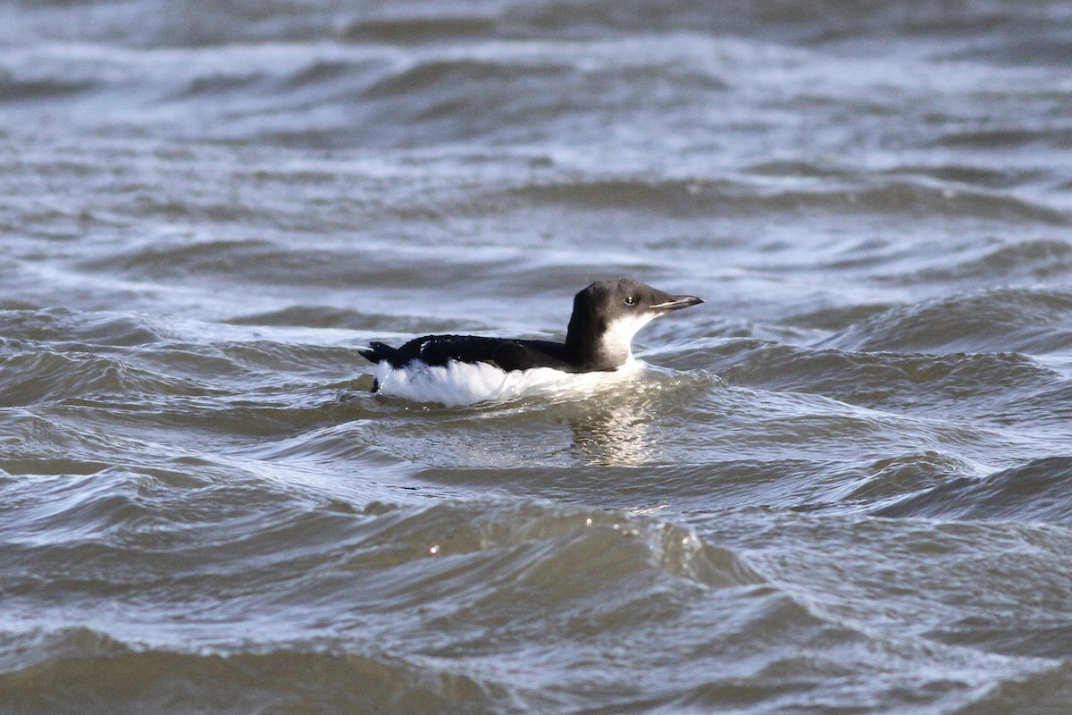 Thick-billed Murre - ML132394261