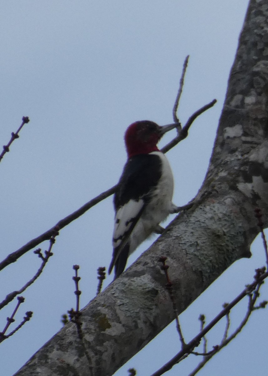 Red-headed Woodpecker - John O'Barr