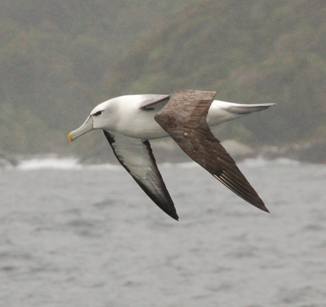 White-capped Albatross - ML132395831