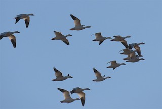 Snow Goose, ML132396401