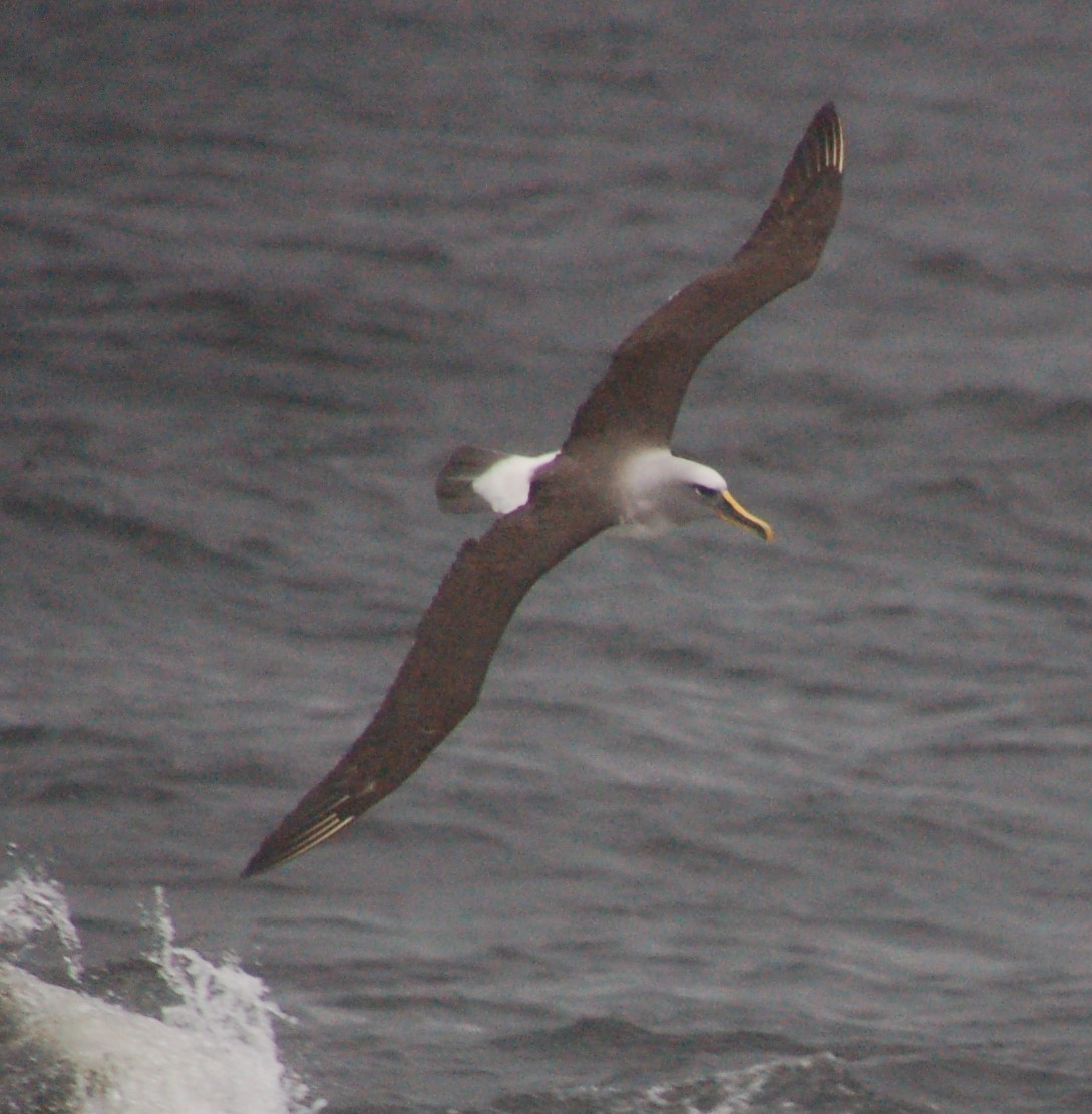 Buller's Albatross - mark zdeblick