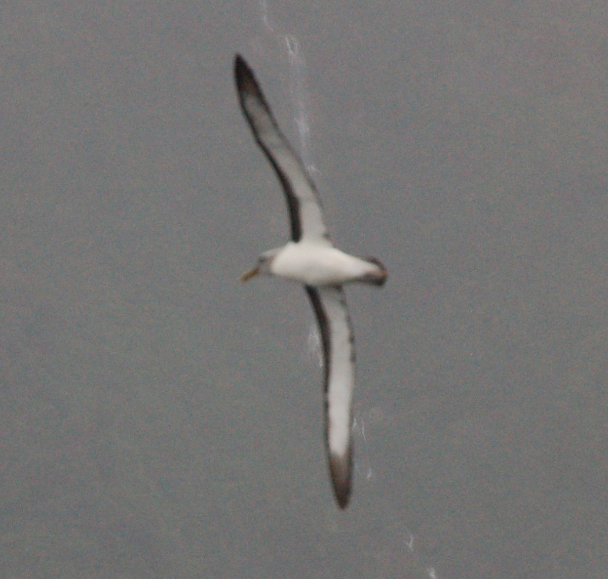 Buller's Albatross - ML132401821