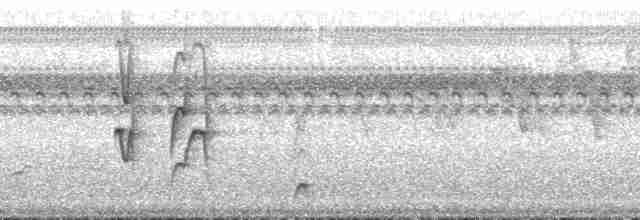 Темнолобая иглохвостка - ML132402
