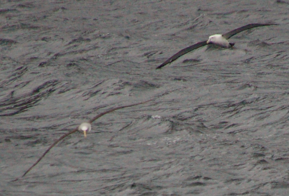 Salvin's Albatross - mark zdeblick