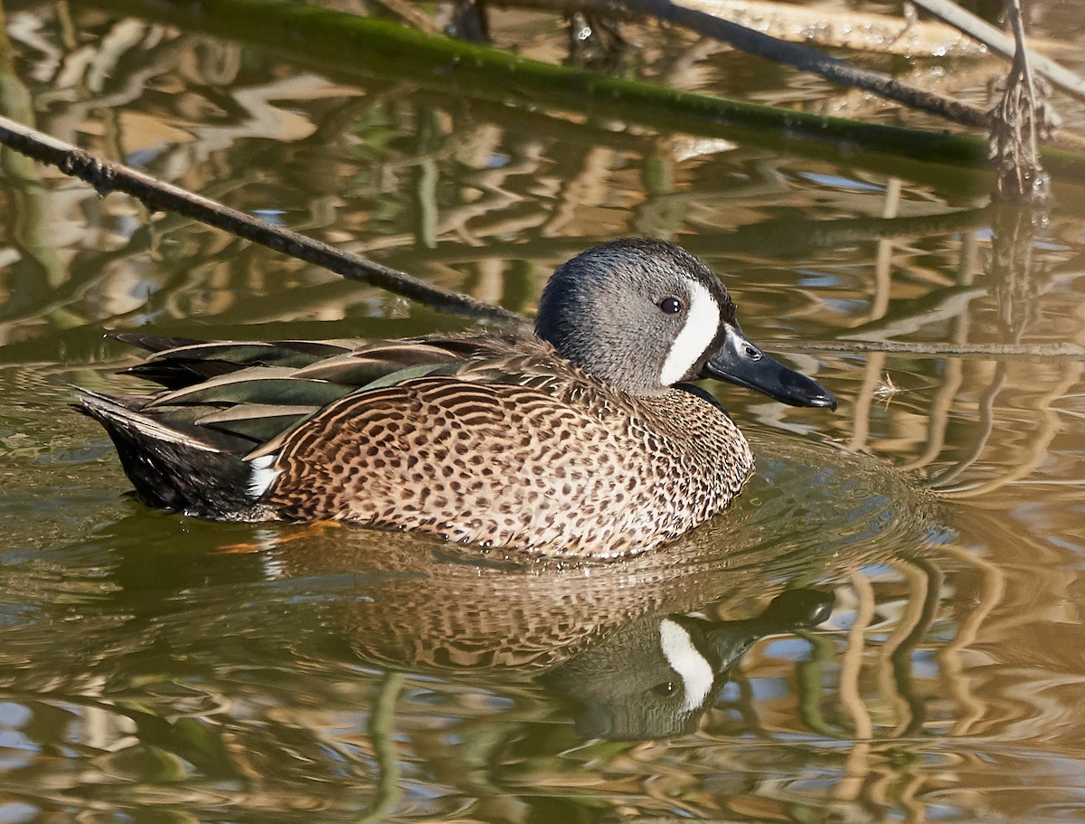 Blue-winged Teal - ML132410261
