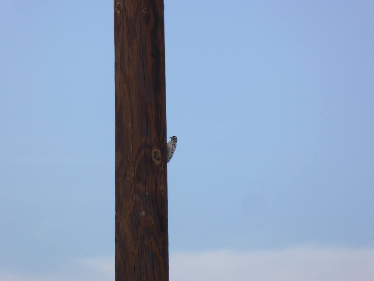 Ladder-backed Woodpecker - ML132411481