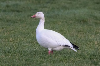 Snow Goose, ML132411941