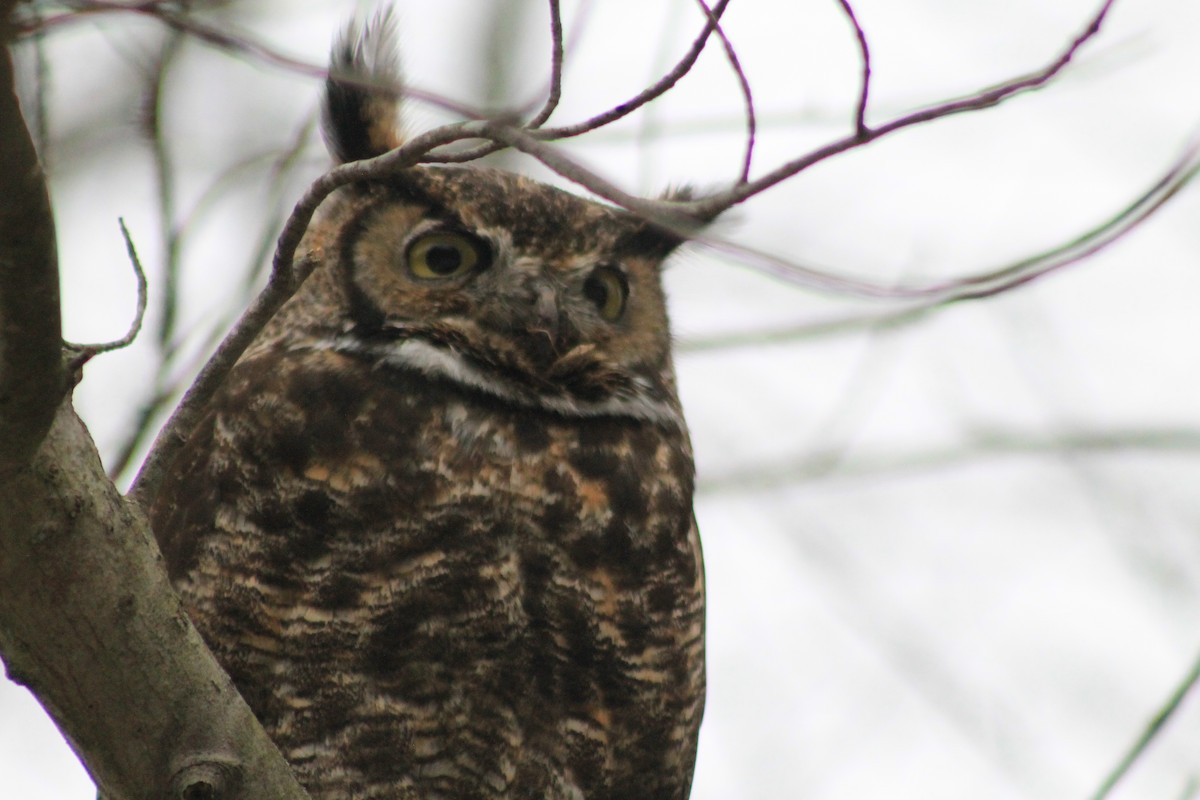 Great Horned Owl - ML132413981