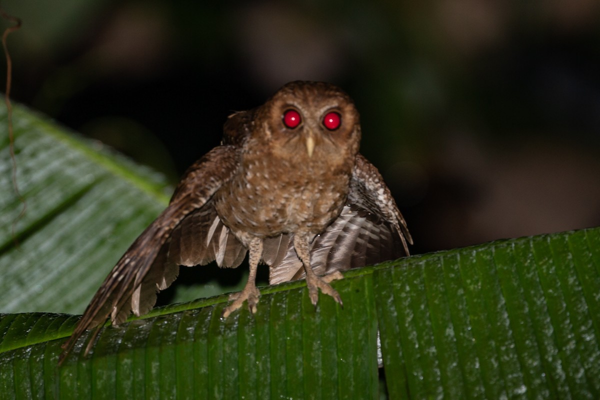 Palau Scops-Owl - Robert Tizard
