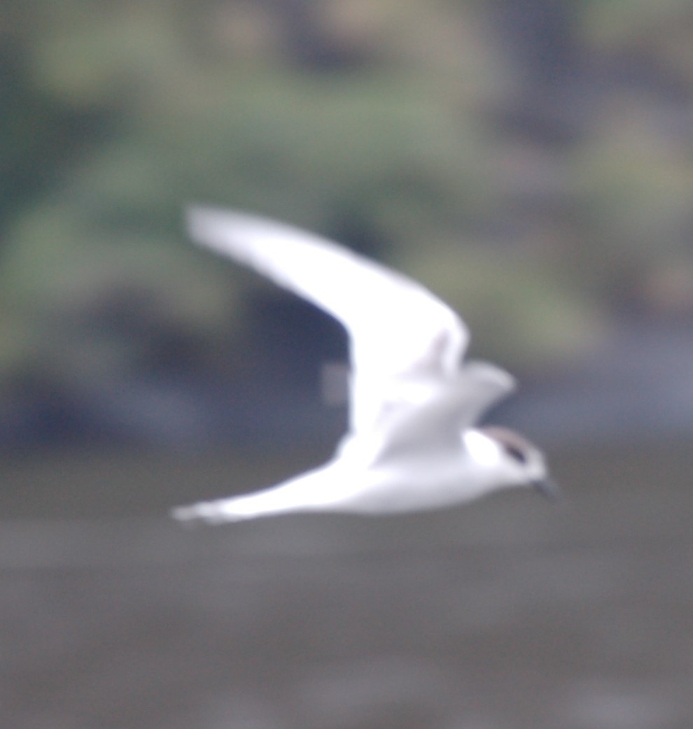 White-fronted Tern - ML132415331