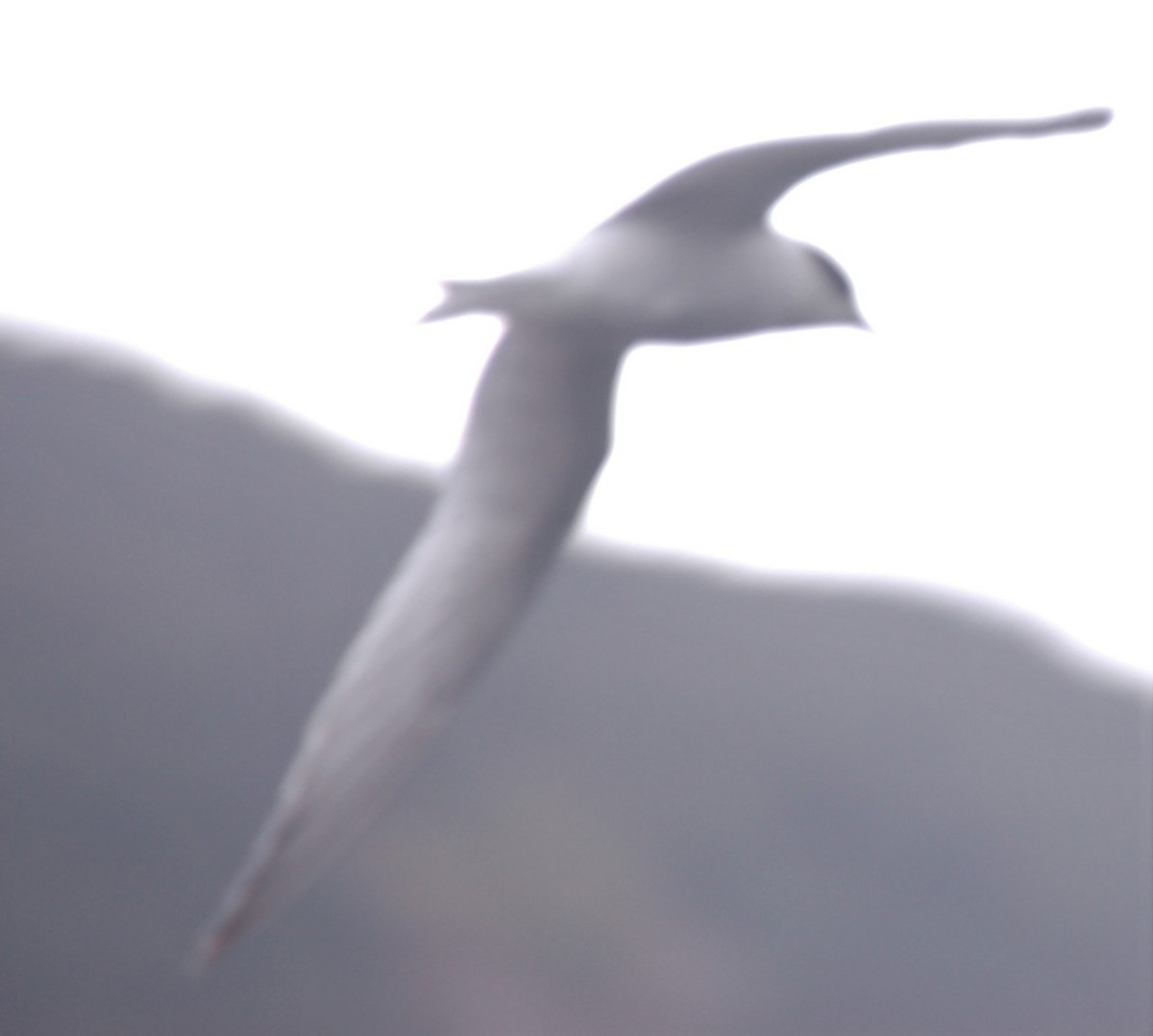 White-fronted Tern - ML132415361